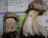 ホオベニシロアシイグチの刺身風作り方1写真