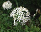 ニラの花芽de焼きそば作り方1写真