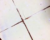 ちょ〜絶品♡ハムたまごパイ♡作り方8写真