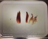 みょうがと胡瓜とトマトのサッパリ和え作り方5写真