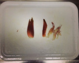 みょうがと胡瓜とトマトのサッパリ和え作り方5写真
