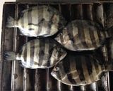 シマダイ塩焼き作り方2写真