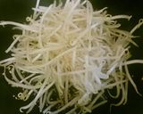 パパッと＊モヤシと白菜の野菜炒め作り方4写真