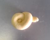 ハイジの白パン✿柚子風味作り方6写真
