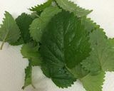 レモンバームの保存方法作り方1写真