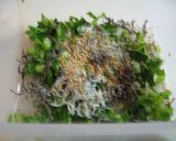 大根の葉っぱ＆しらす塩昆布作り方3写真