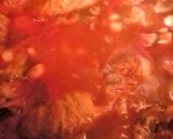 Rolled Cabbage作り方12写真