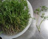 ニンジンの抜き菜白和え作り方1写真