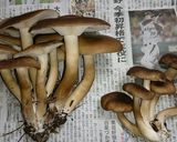 ハタケシメジと野菜、ベーコンの油炒め作り方2写真