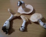 シロカノシタのソテー作り方1写真