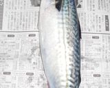 肴鯖鯵鯛鰯鮭鮪鮨！魚の三枚おろしの基本！作り方1写真