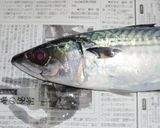 肴鯖鯵鯛鰯鮭鮪鮨！魚の三枚おろしの基本！作り方2写真