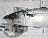 肴鯖鯵鯛鰯鮭鮪鮨！魚の三枚おろしの基本！作り方2写真