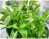 秋エコ☆バジルの実(花穂)の香り天ぷら作り方1写真