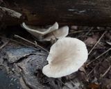 ウスヒラタケの味噌汁作り方1写真