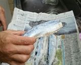 簡単マグロ漁師さん絶品サンマ塩なます作り方16写真