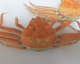 香箱蟹のさばき方と盛り付け方作り方1写真