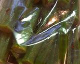 オクラのピリ辛♪韓国風漬け作り方3写真