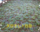 ぶどう救済 !! ☆自家製レーズン☆作り方3写真