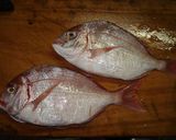 手間をかけない魚の煮物(しょうゆ味)作り方1写真