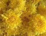 菊のマヨネーズ和え作り方1写真