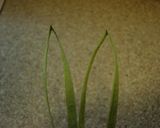 ・かわいい唐辛子の干し方・。・。作り方1写真