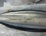 マグロ漁師さんサンマ美味しく安全見分け方作り方1写真