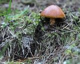 ★秋の山の薫り★落葉キノコの★簡単漬け★作り方13写真