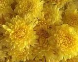 菊のごま油と麺つゆ和え作り方1写真