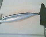今が旨い、秋刀魚の大名卸し作り方1写真