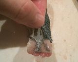 今が旨い、秋刀魚の大名卸し作り方6写真