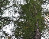 ★秋の山の薫り★落葉キノコの★簡単漬け★作り方17写真