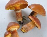 ★秋の山の薫り★落葉キノコの★簡単漬け★作り方16写真