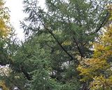 ★秋の山の薫り★落葉キノコの★簡単漬け★作り方18写真