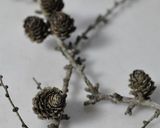 ★秋の山の薫り★落葉キノコの★簡単漬け★作り方19写真