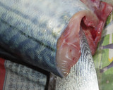 肴鯖鯵鯛鰯鮭鮪鮨！魚の三枚おろしの基本！作り方10写真