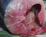 肴鯖鯵鯛鰯鮭鮪鮨！魚の三枚おろしの基本！作り方9写真