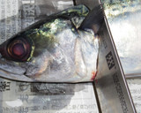 肴鯖鯵鯛鰯鮭鮪鮨！魚の三枚おろしの基本！作り方5写真