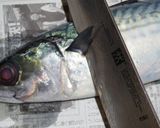 肴鯖鯵鯛鰯鮭鮪鮨！魚の三枚おろしの基本！作り方4写真