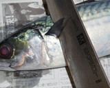 肴鯖鯵鯛鰯鮭鮪鮨！魚の三枚おろしの基本！作り方4写真