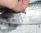 肴鯖鯵鯛鰯鮭鮪鮨！魚の三枚おろしの基本！作り方3写真