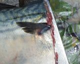 肴鯖鯵鯛鰯鮭鮪鮨！魚の三枚おろしの基本！作り方15写真