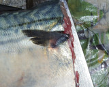 肴鯖鯵鯛鰯鮭鮪鮨！魚の三枚おろしの基本！作り方15写真