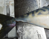 肴鯖鯵鯛鰯鮭鮪鮨！魚の三枚おろしの基本！作り方17写真