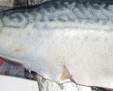 肴鯖鯵鯛鰯鮭鮪鮨！魚の三枚おろしの基本！作り方16写真