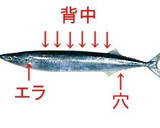 さんまの下ごしらえとおしゃれ大根おろし作り方1写真