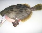 カワハギ料理のいろいろ作り方2写真