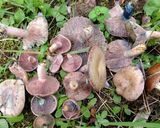 ハツタケ(初茸)うどん作り方1写真