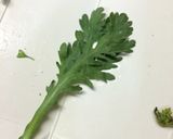 簡単湯豆腐(^o^)作り方7写真