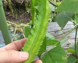 シカクマメとしめじと卵の炒め物作り方1写真